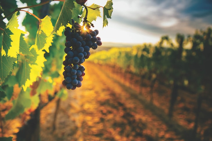 Will more wineries capture and use CO2?