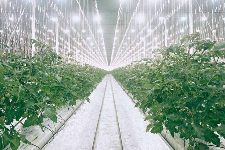 Let’s get growing – Greenhouses pushing demand for carbon dioxide