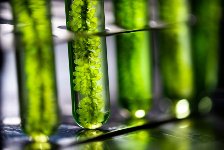 TotalEnergies and Veolia combine forces to develop CO2-based microalgae biofuel