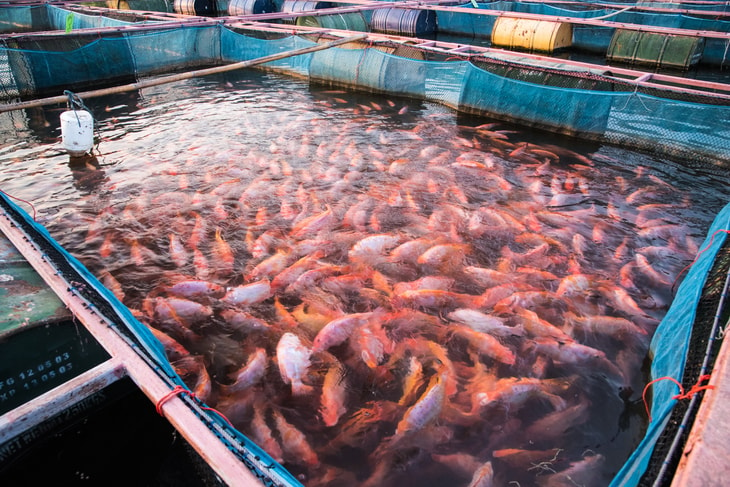 Third boom of land-based fish farming: Accumulation of knowledge necessary to further expand gas supply business