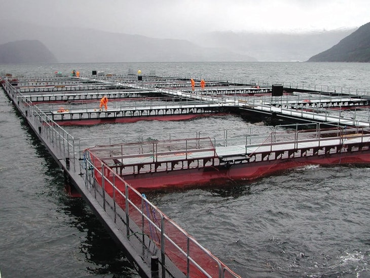 Technologies Lift Seafood Quality and Productivity: A Special Report from Linde