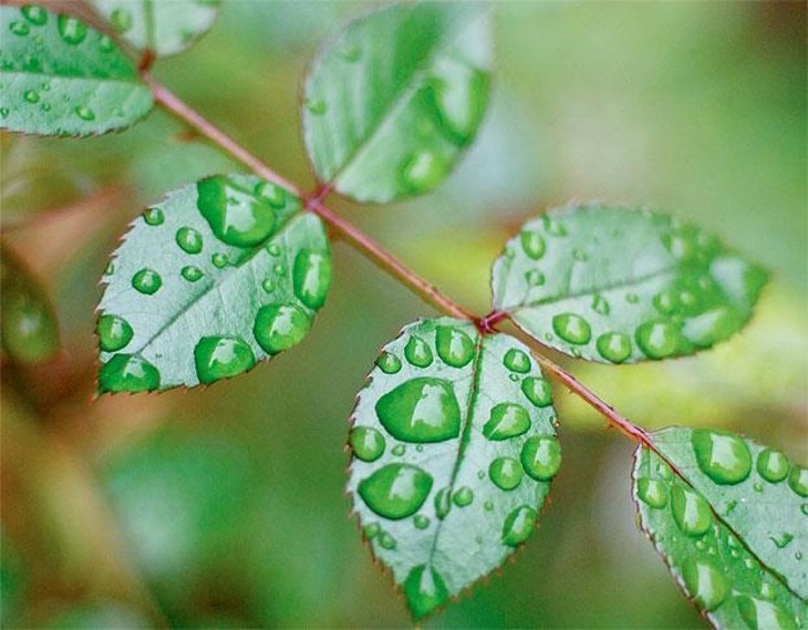 Air Liquide analyses forest for CO2 capture