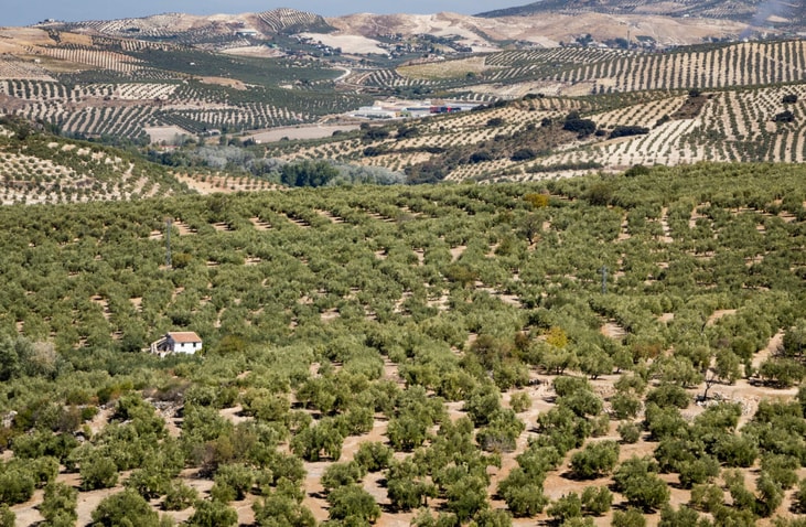 Moeve to invest €600m in 30 Spain biomethane plants