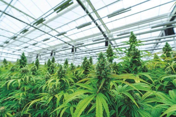 Getting more from cannabis with cryogenics