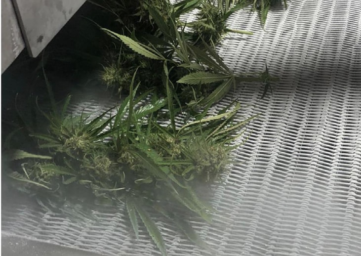 Cryogenic freezing for industrial hemp
