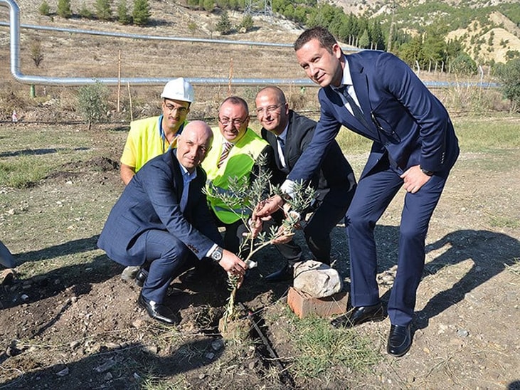 Olive tree planting